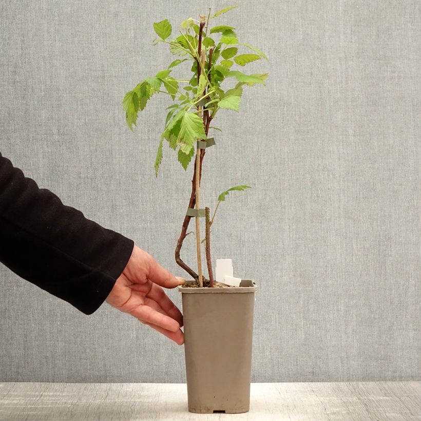 Example of Herfstframboos Primeberry Autumn Wildy Pot van 1,5 l/2 l as you get in printemps