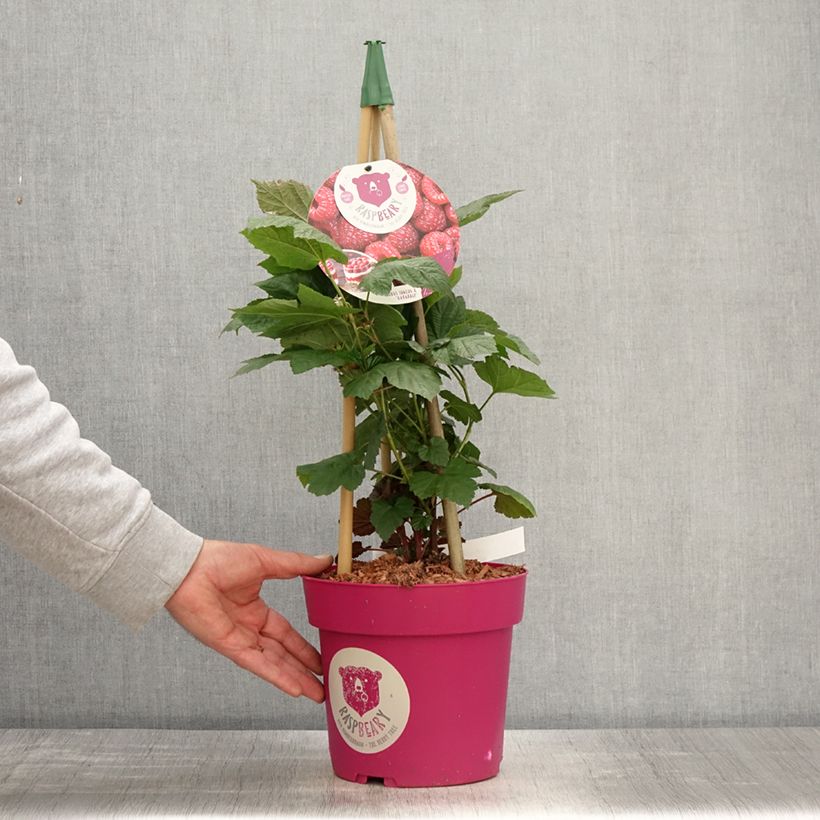 Exemplaar van Framboos Raspbeary (doordragend) Pot van 4 l/5 l, Pol zoals geleverd in de lente