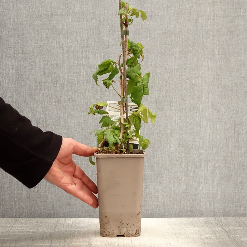 Exemplaar van Framboos Bohème (doordragend) Pot van 1,5 l/2 l, Pol zoals geleverd in de lente