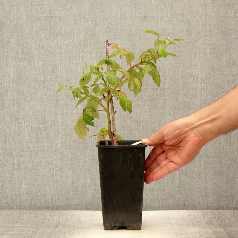 Exemplaar van Framboos Scepter (doordragend) Pot van 1 l/1,5 l zoals geleverd in de zomer