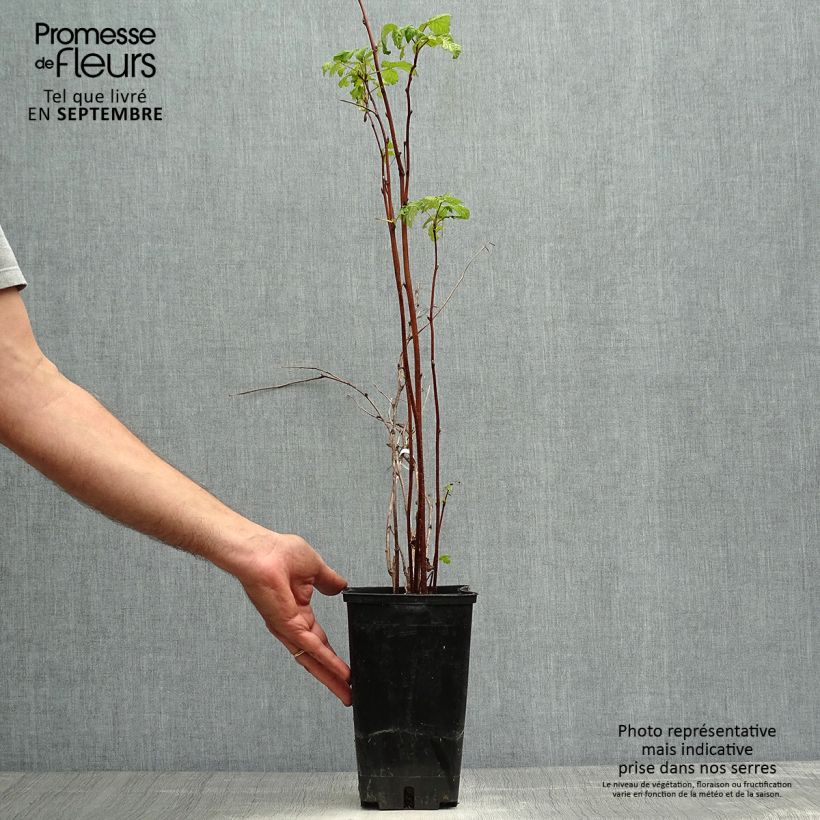 Exemplaar van Framboos September (doordragend) Pot van 2 l/3 l, Pol zoals geleverd in de herfst