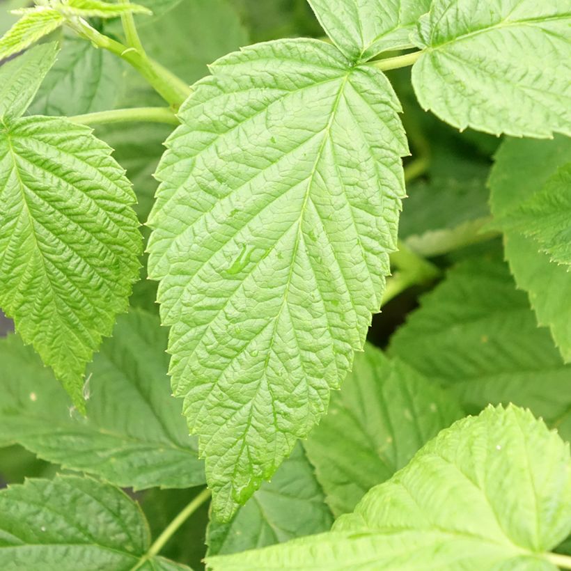 Framboos Schlaraffia Golddigger (Blad)