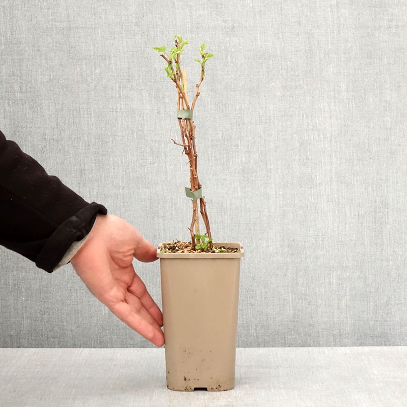 Exemplaar van Framboos Schlaraffia Golddigger Pot van 1,5 l/2 l, Pol zoals geleverd in de lente