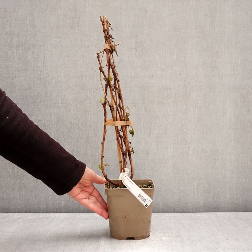 Exemplaar van Framboos Sumo 2 (doordragend) Pot van 2 l/3 l, Pol zoals geleverd in de winter