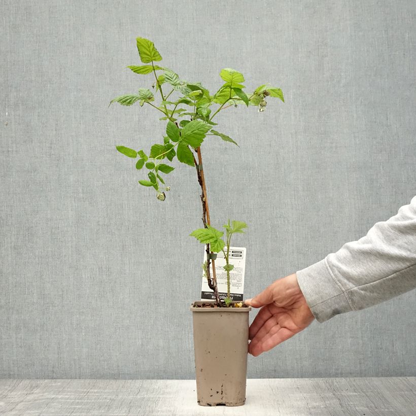 Exemplaar van Framboos Tulamagic Pot van 1,5 l/2 l zoals geleverd in de lente