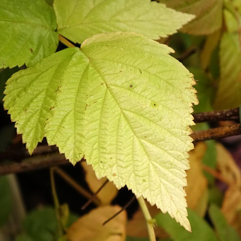 Framboos Tulamagic (Blad)