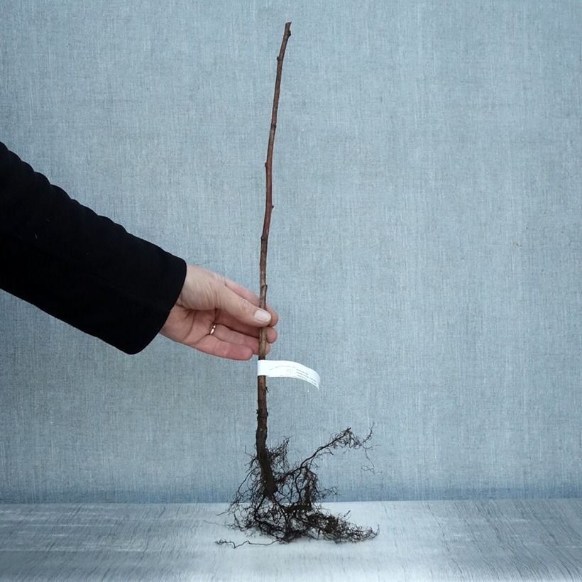 Exemplaar van Framboos Tulameen Naakte wortel, Struik zoals geleverd in de winter