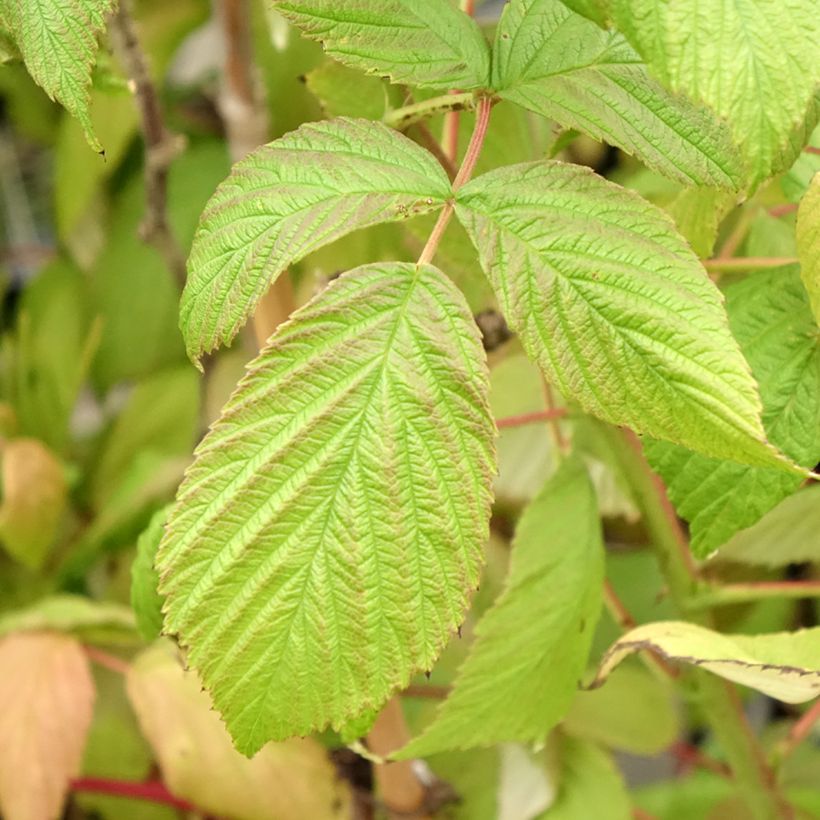 Framboos Twotimer Sugana Red (doordragend) (Blad)