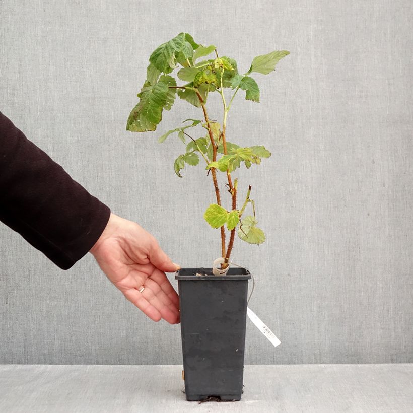 Exemplaar van Framboos Valentina Pot van 1,5 l/2 l, Pol zoals geleverd in de herfst