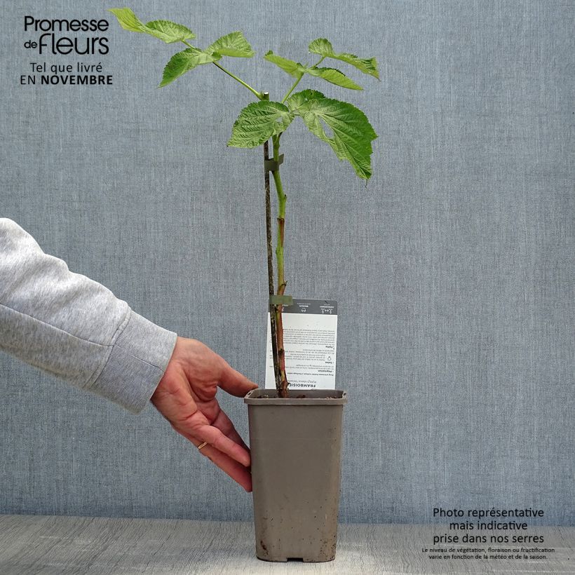 Exemplaar van Framboos Versailles (doordragend) Pot van 1 l/1,5 l, Pol zoals geleverd in de herfst