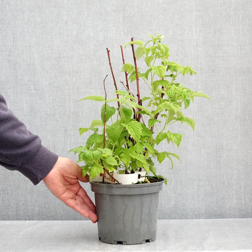 Exemplaar van Framboos Violette Pot van 3 l/4 l zoals geleverd in de lente