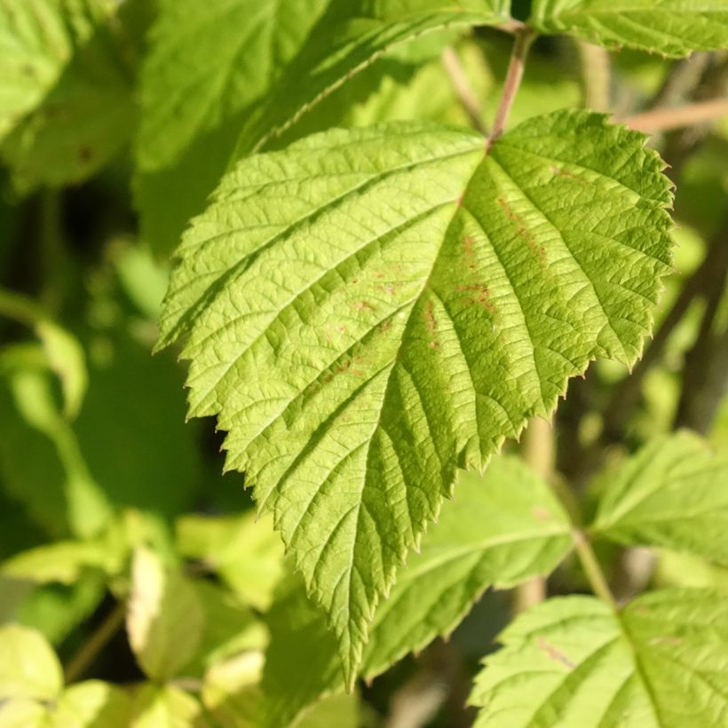 Framboos Willamette BIO (Blad)