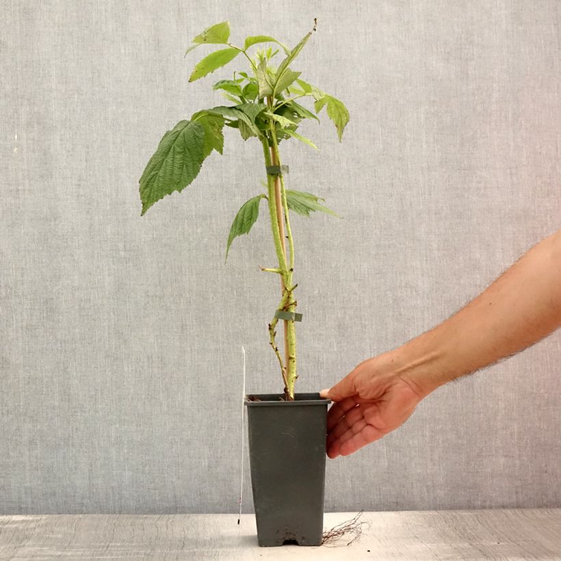 Exemplaar van Framboos Willamette Pot van 1,5 l/2 l, Struik zoals geleverd in de zomer