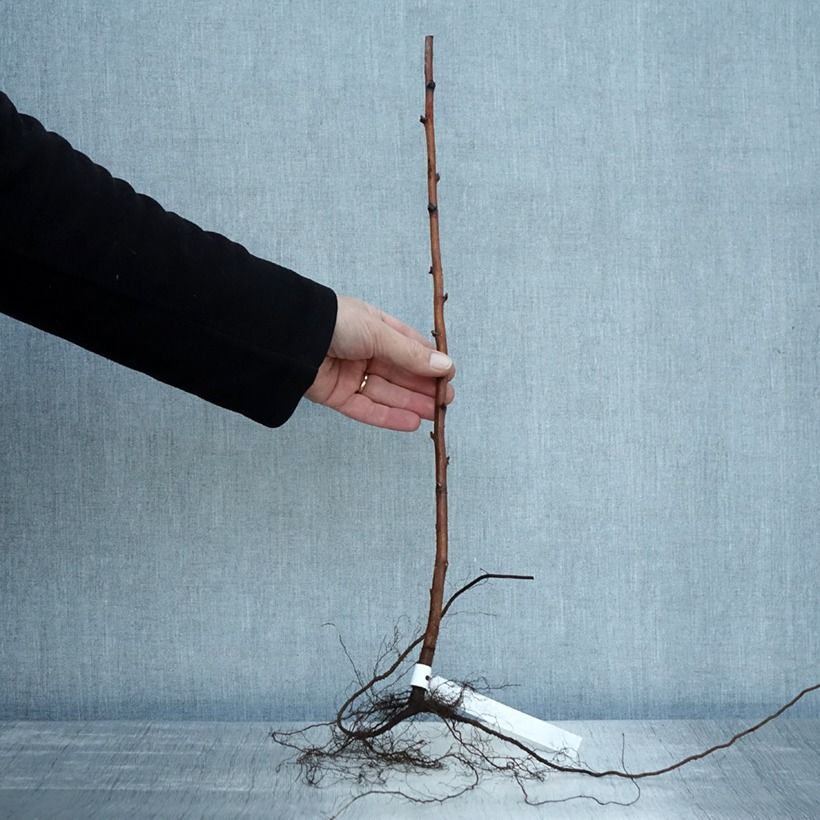 Exemplaar van Framboos Willamette Naakte wortel, Struik zoals geleverd in de winter