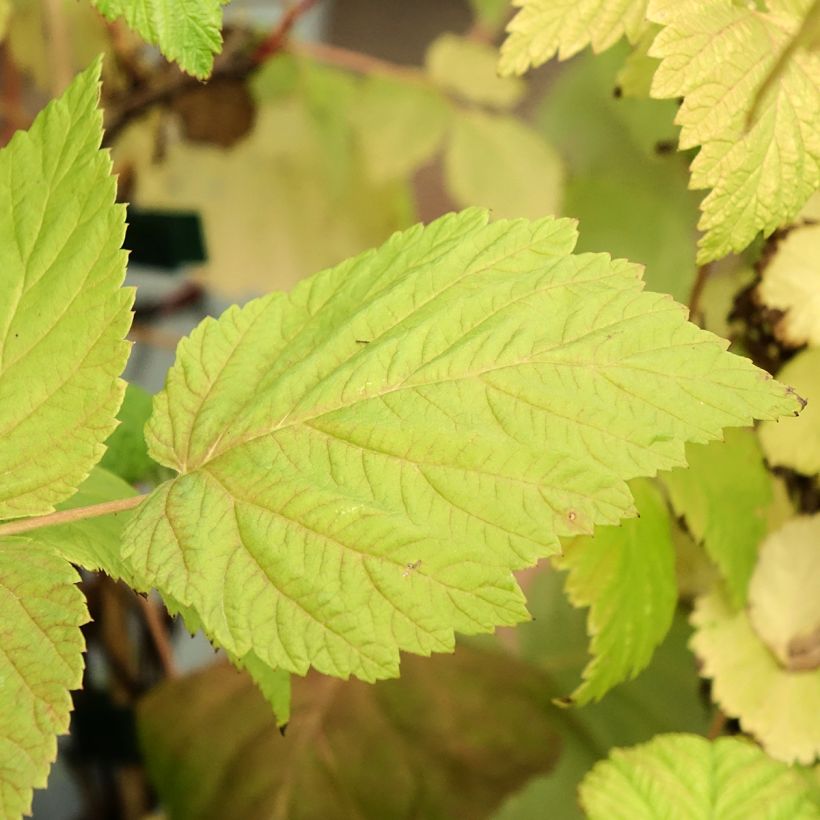 Herfstframboos Zefa Herbsternte BIO (Blad)