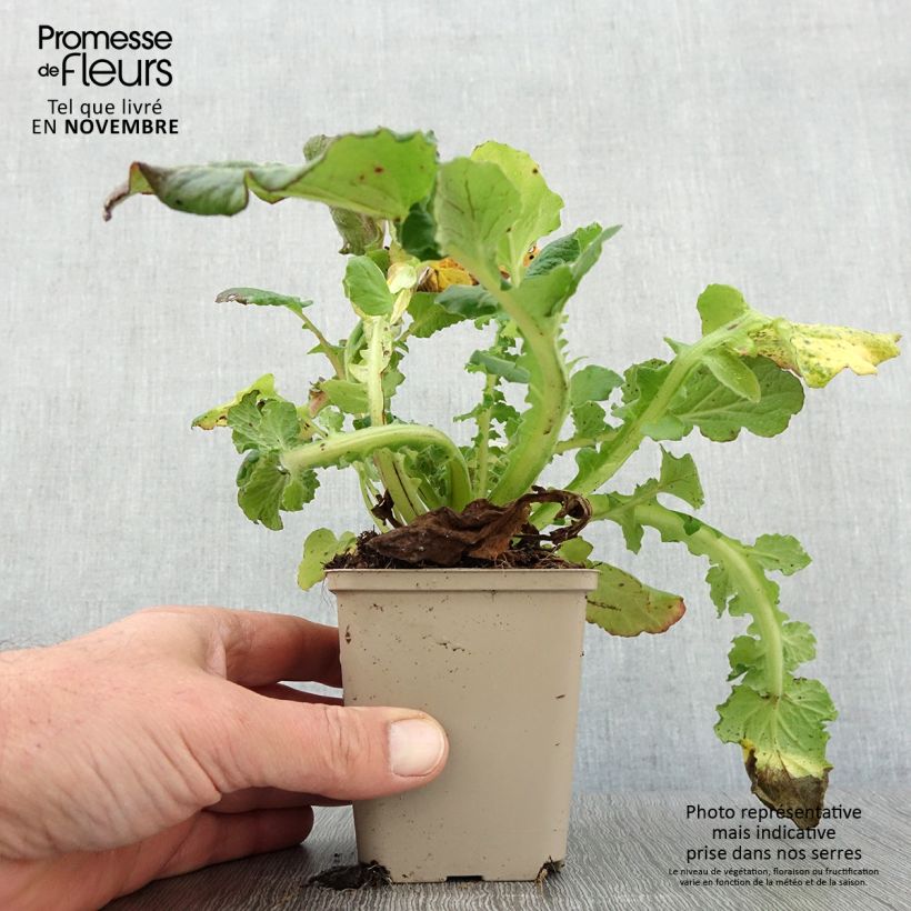 Exemplaar van Francoa sonchifolia - Bruidskrans Kweekpotje van 8/9 cm zoals geleverd in de herfst