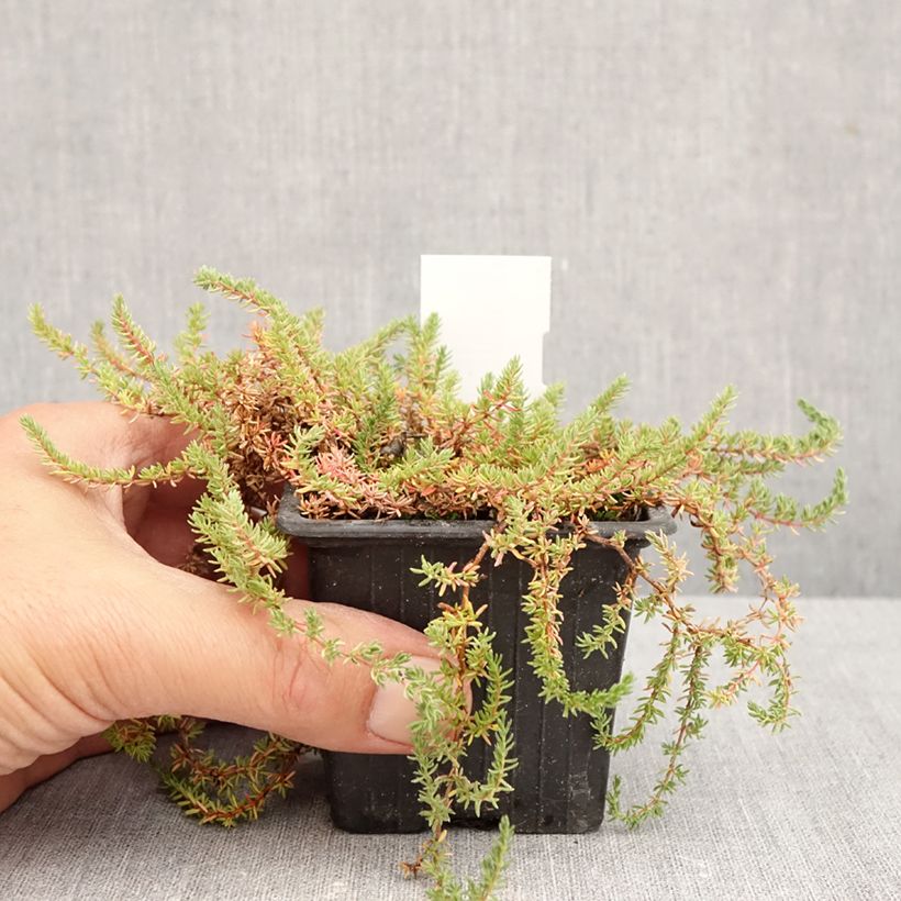 Exemplaar van Frankenia laevis - Bruyère marine Kweekpotje van 8/9 cm zoals geleverd in de herfst
