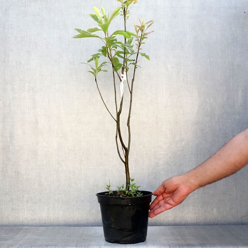 Exemplaar van Franklinia alatamaha - Franklinboom Pot van 4 l/5 l zoals geleverd in de zomer