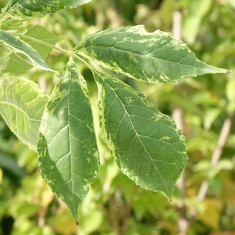 Fraxinus americana Hunky Punk - Amerikaanse es (Blad)