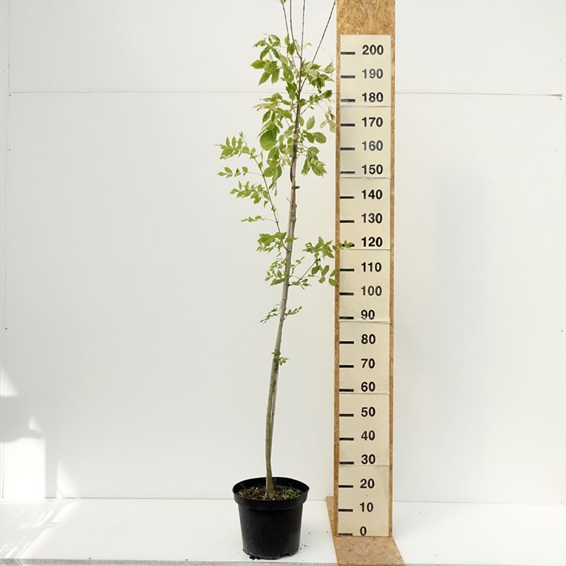 Exemplaar van Fraxinus americana Hunky Punk - Amerikaanse es Pot van 7,5 l/10 l zoals geleverd in de zomer