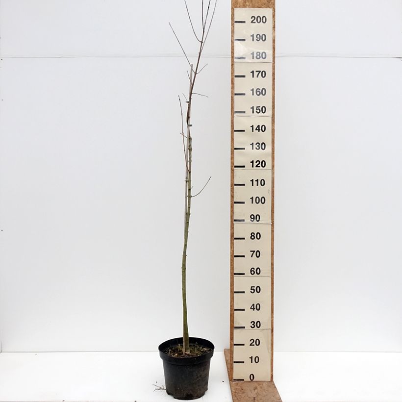 Exemplaar van Fraxinus americana Hunky Punk - Amerikaanse es Pot van 7,5 l/10 l zoals geleverd in de winter