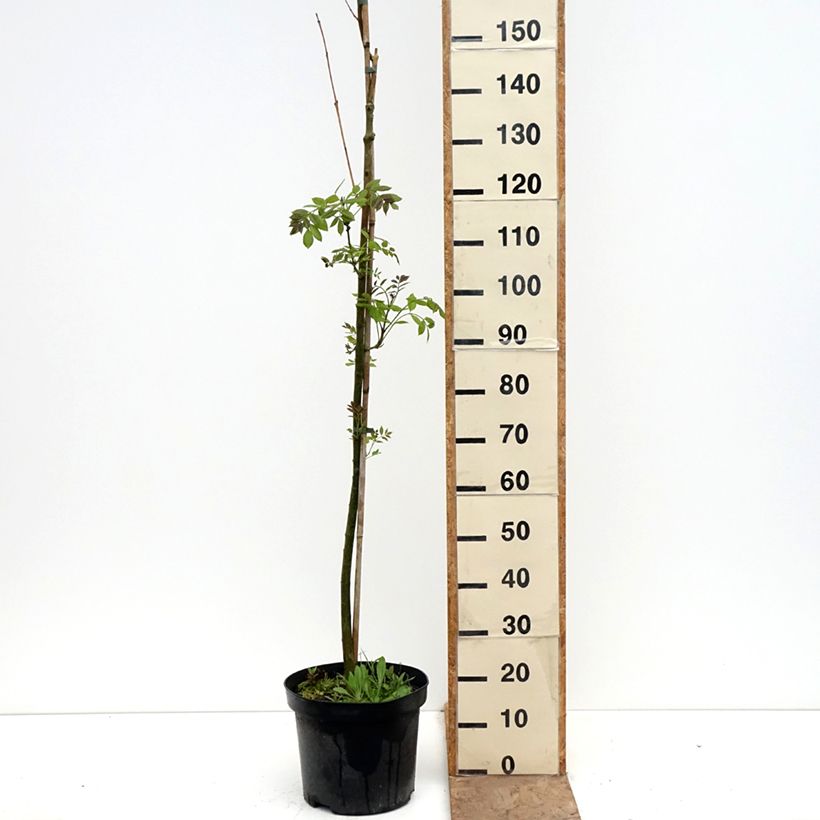 Exemplaar van Fraxinus americana Hunky Punk - Amerikaanse es Pot van 7,5 l/10 l zoals geleverd in de lente