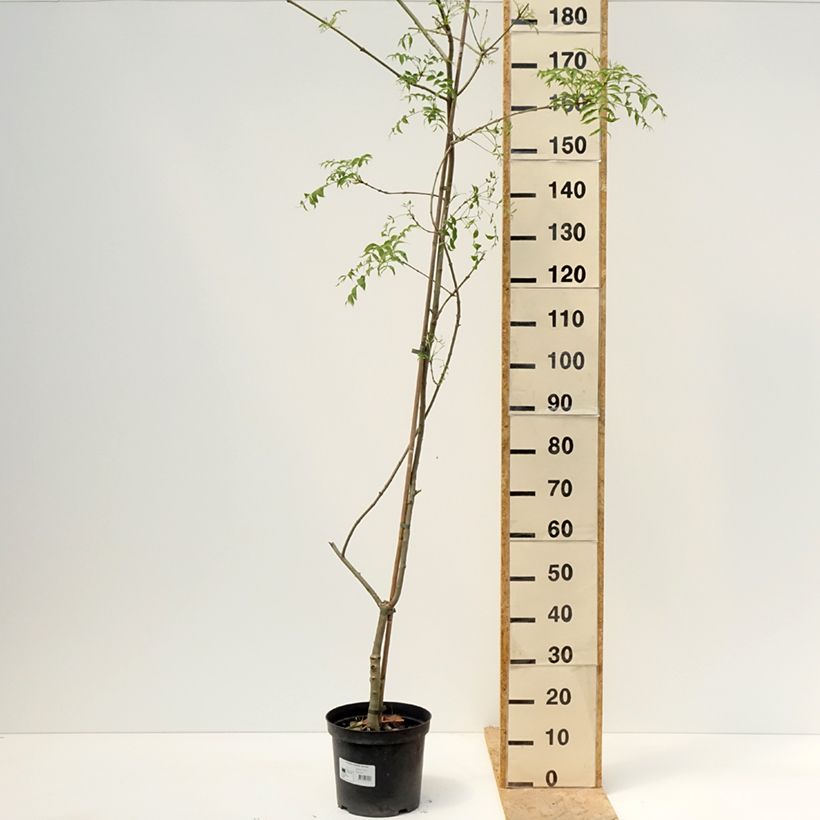 Exemplaar van Fraxinus excelsior Aarsee - Gewone es Pot van 7,5 l/10 l zoals geleverd in de lente