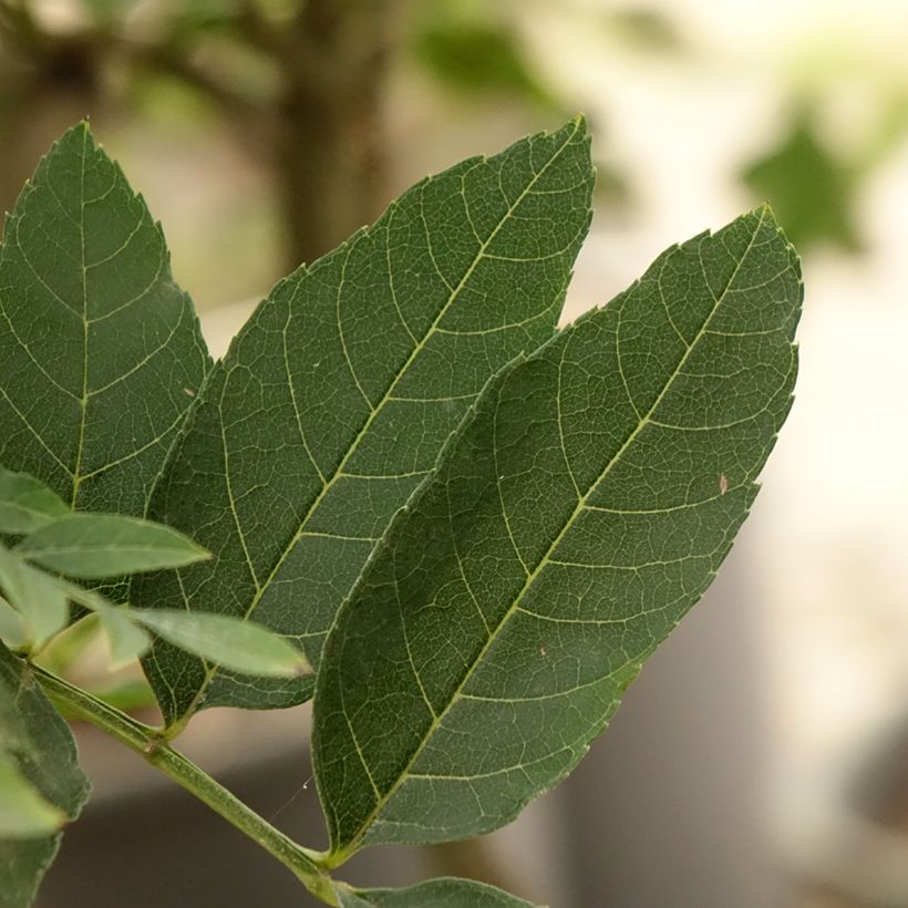 Fraxinus excelsior Abiona - Gewone es (Blad)