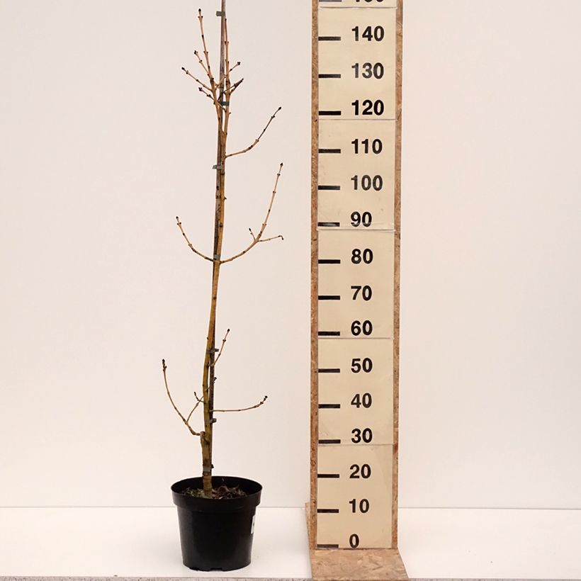 Example of Fraxinus excelsior Allgold - Gewone es Pot van 7,5 l/10 l as you get in hiver