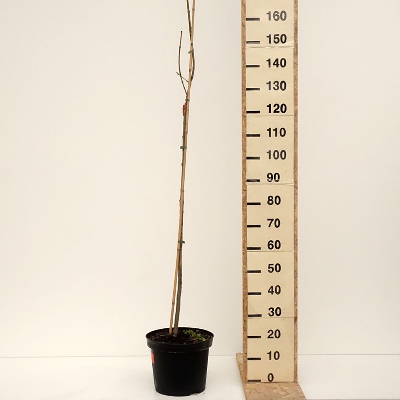 Exemplaar van Fraxinus excelsior Foliis Aureis - Frêne commun doré Pot de 12L/15L, Tige zoals geleverd in de winter