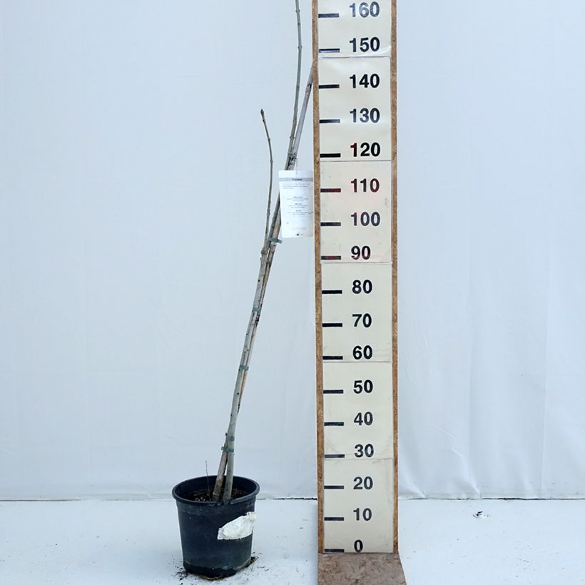 Exemplaar van Fraxinus excelsior - Gewone es Pot van 7,5 l/10 l zoals geleverd in de winter
