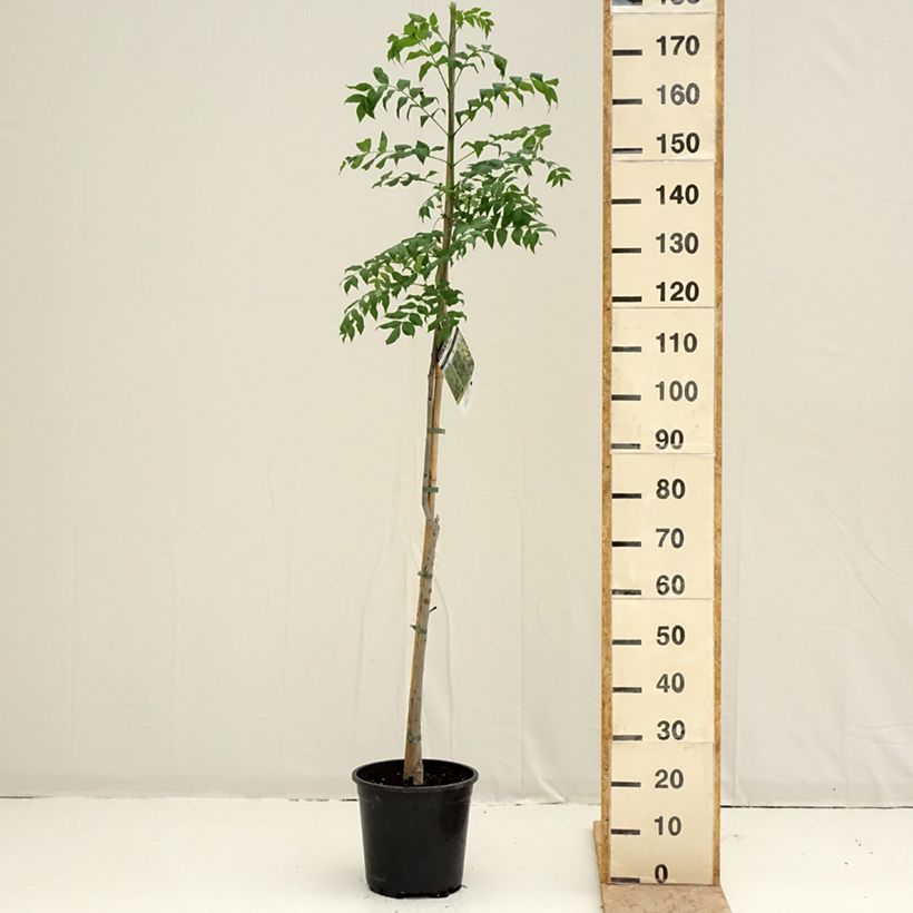 Exemplaar van Fraxinus excelsior - Gewone es Pot van 7,5 l/10 l zoals geleverd in de lente