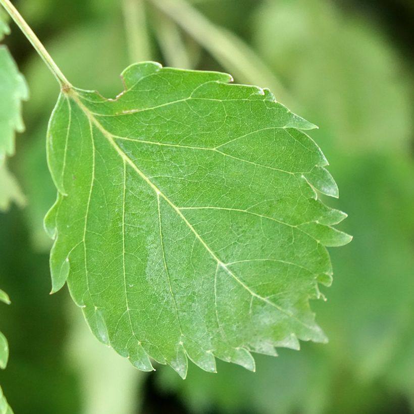 Fraxinus excelsior Heterophylla Pendula - Gewone es pleureur (Blad)