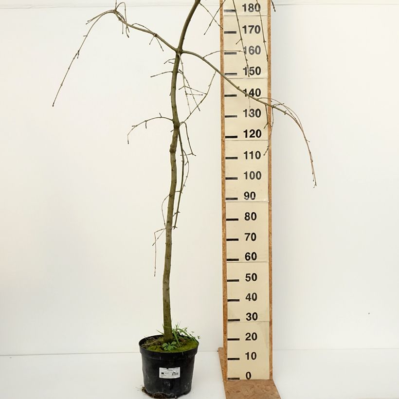 Exemplaar van Fraxinus excelsior Heterophylla Pendula - Gewone es pleureur Pot van 7,5 l/10 l zoals geleverd in de herfst
