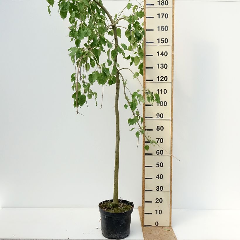 Exemplaar van Fraxinus excelsior Heterophylla Pendula - Gewone es pleureur Pot van 7,5 l/10 l zoals geleverd in de zomer
