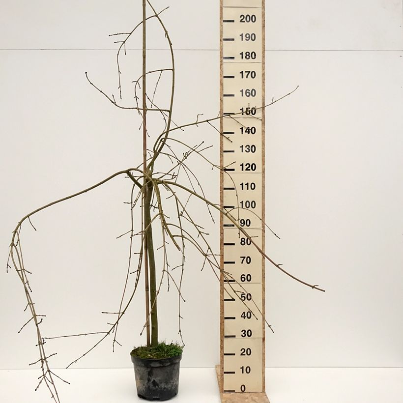 Exemplaar van Fraxinus excelsior Heterophylla Pendula - Gewone es pleureur Pot van 7,5 l/10 l zoals geleverd in de winter