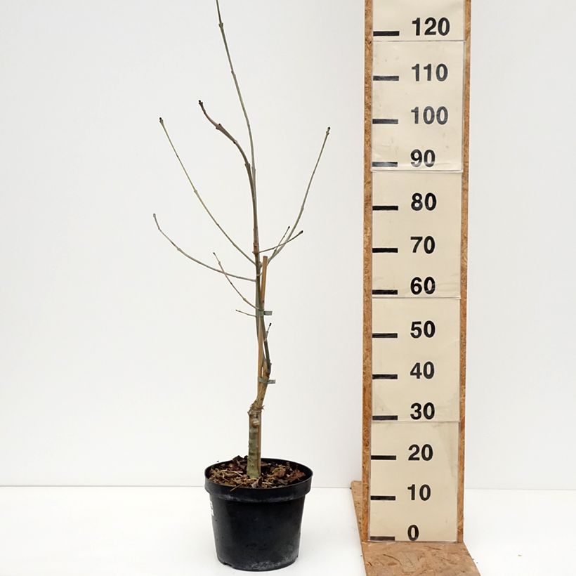 Exemplaar van Fraxinus excelsior Zygmunt Krasiński - Gewone es Pot van 7,5 l/10 l zoals geleverd in de herfst