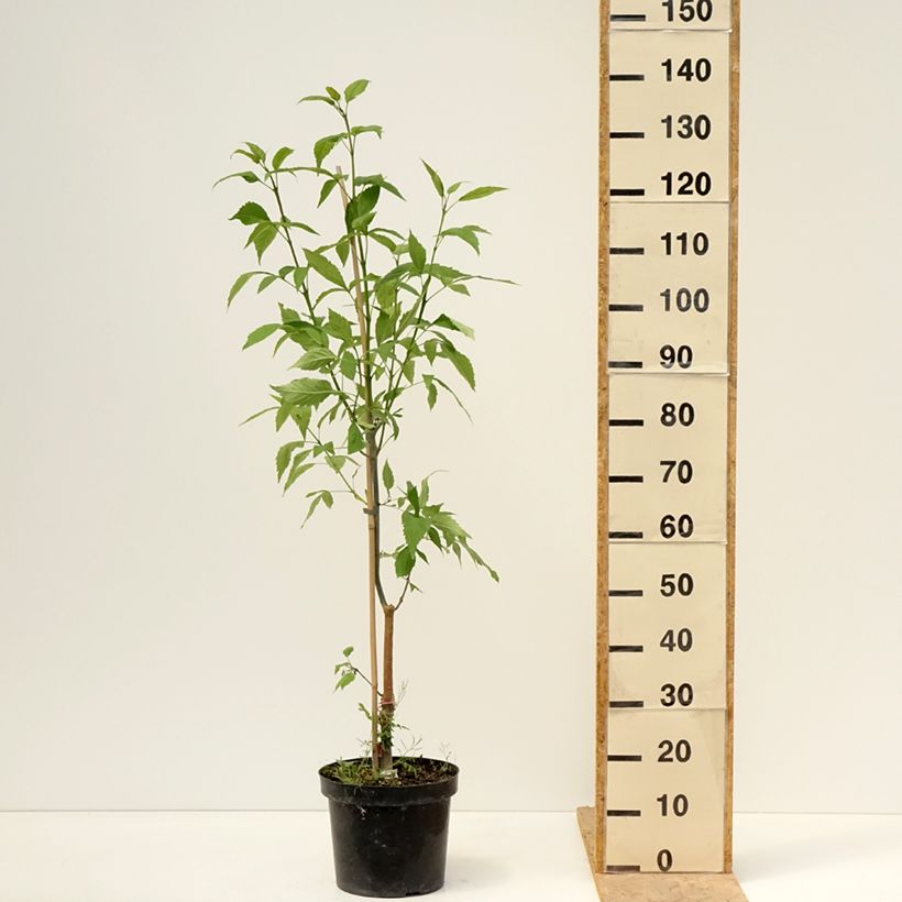 Exemplaar van Fraxinus excelsior Zygmunt Krasiński - Gewone es Pot van 7,5 l/10 l zoals geleverd in de lente