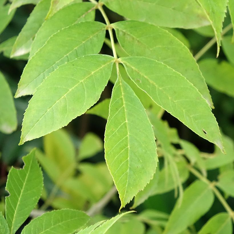 Fraxinus pennsylvanica Argenteomarginata - Pennsylvanische es (Blad)