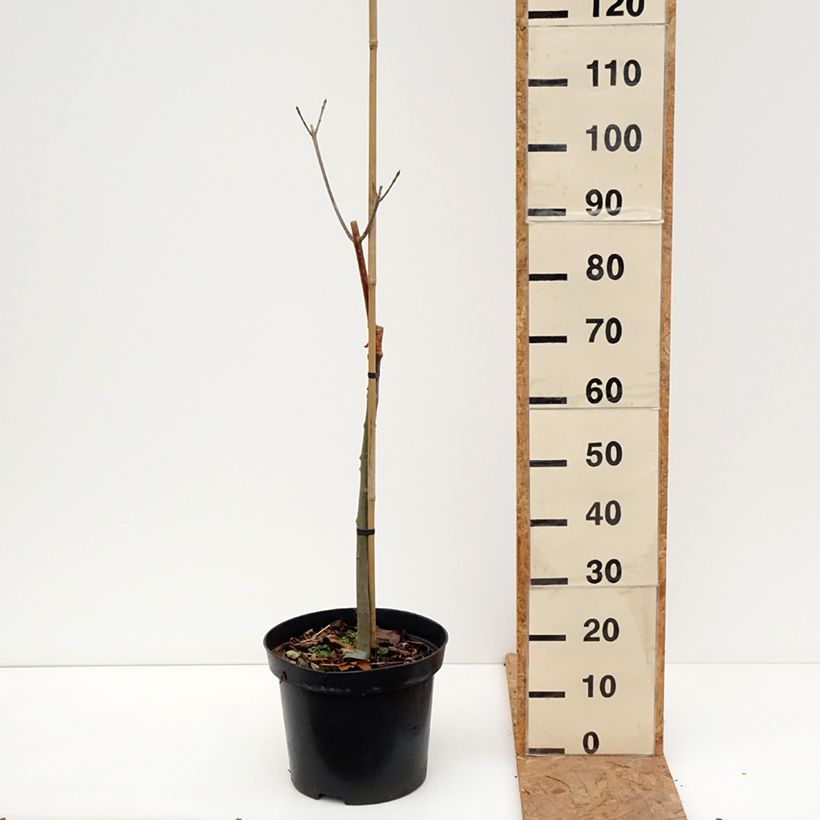 Exemplaar van Fraxinus pennsylvanica Argenteomarginata - Pennsylvanische es Pot van 7,5 l/10 l zoals geleverd in de herfst
