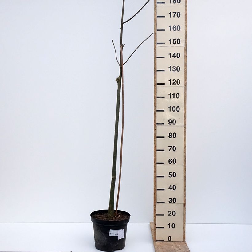 Exemplaar van Fraxinus pennsylvanica Argenteomarginata - Pennsylvanische es Pot van 7,5 l/10 l zoals geleverd in de winter