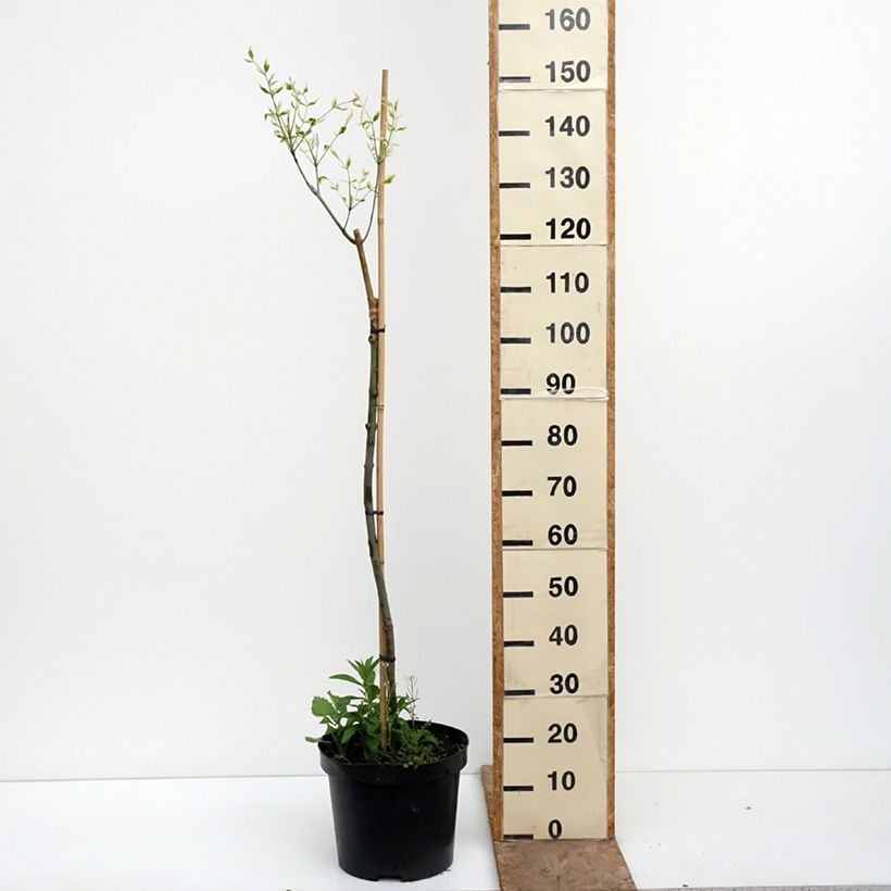 Exemplaar van Fraxinus pennsylvanica Argenteomarginata - Pennsylvanische es Pot van 7,5 l/10 l zoals geleverd in de lente