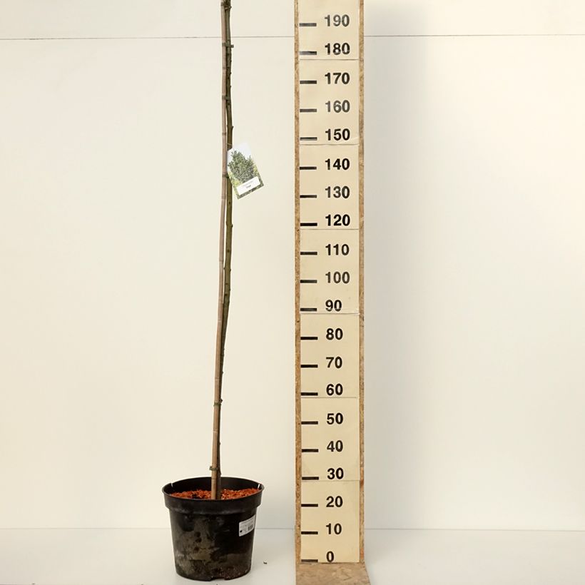 Exemplaar van Fraxinus pennsylvanica Crispa - Groene es Pot van 30L/35L , Stengel zoals geleverd in de winter