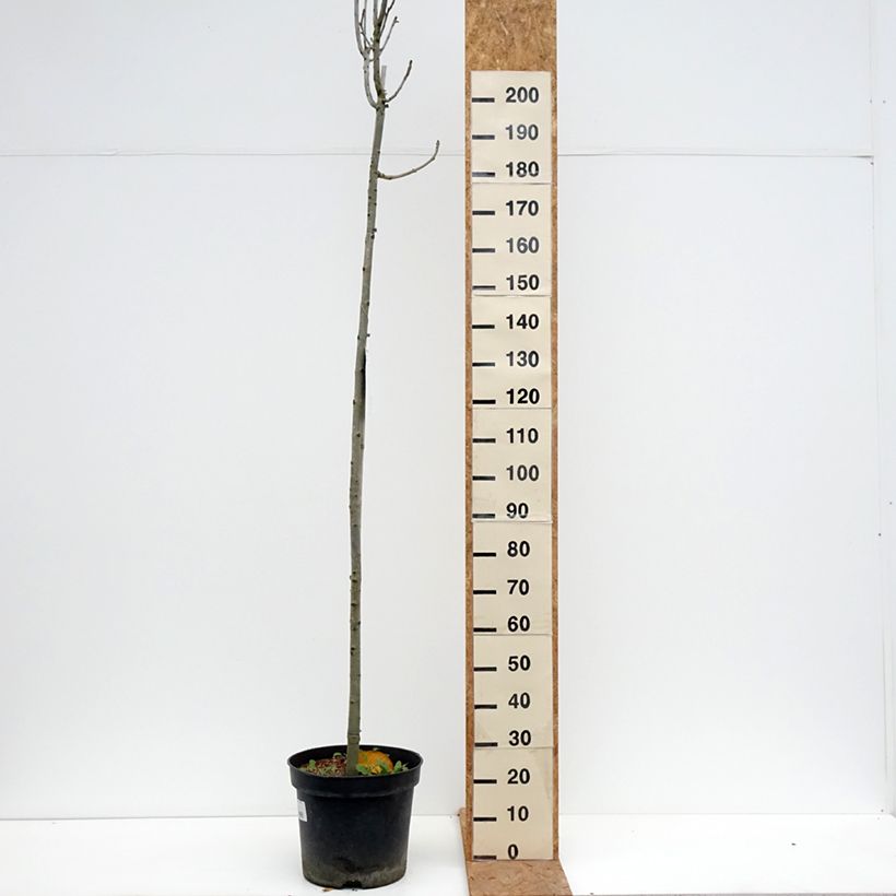 Exemplaar van Fraxinus pennsylvanica Crispa - Groene es Pot van 30L/35L , Stengel zoals geleverd in de herfst