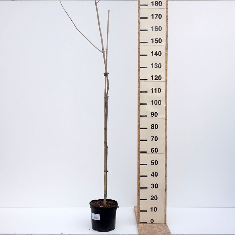 Exemplaar van Fraxinus spaethiana - Frêne de Spaeth Pot van 7,5 l/10 l, Stengel zoals geleverd in de winter