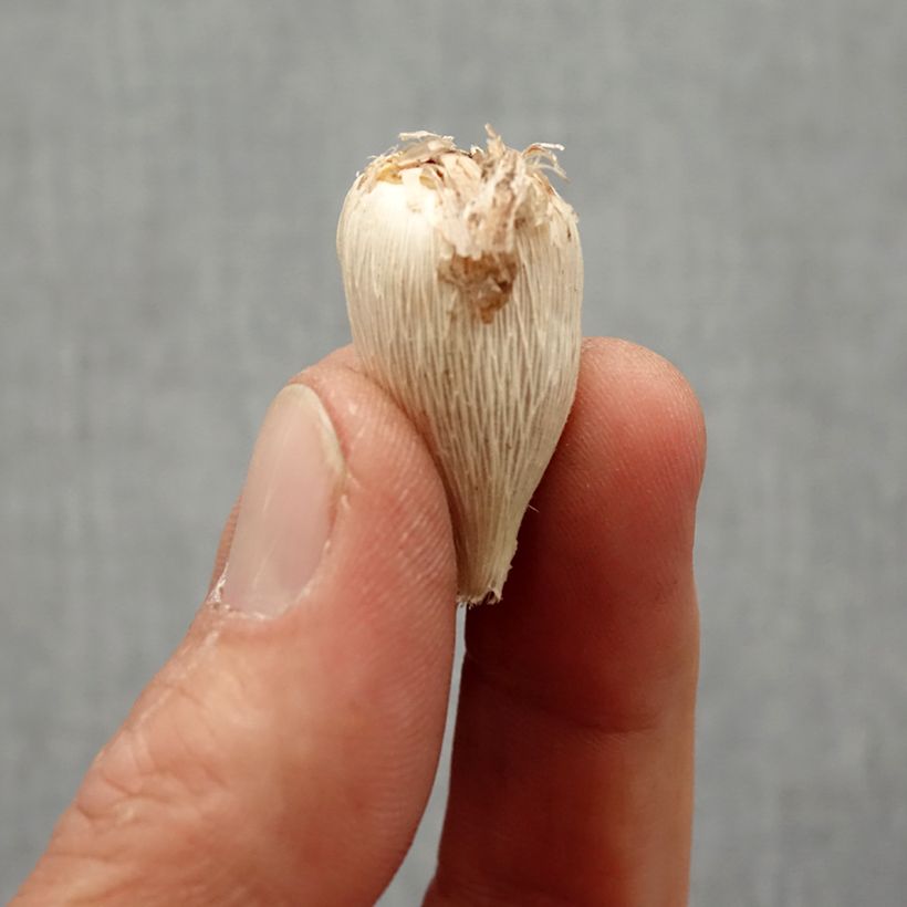 Example of Freesia Double Blauw Bol kaliber 4+ as you get in printemps