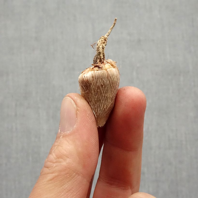 Exemplaar van Freesia Double Geel Bol kaliber 5+ zoals geleverd in de lente