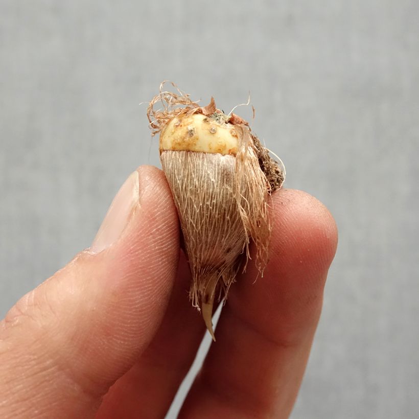 Exemplaar van Freesia dubbel Rood Bol kaliber 6+ zoals geleverd in de lente