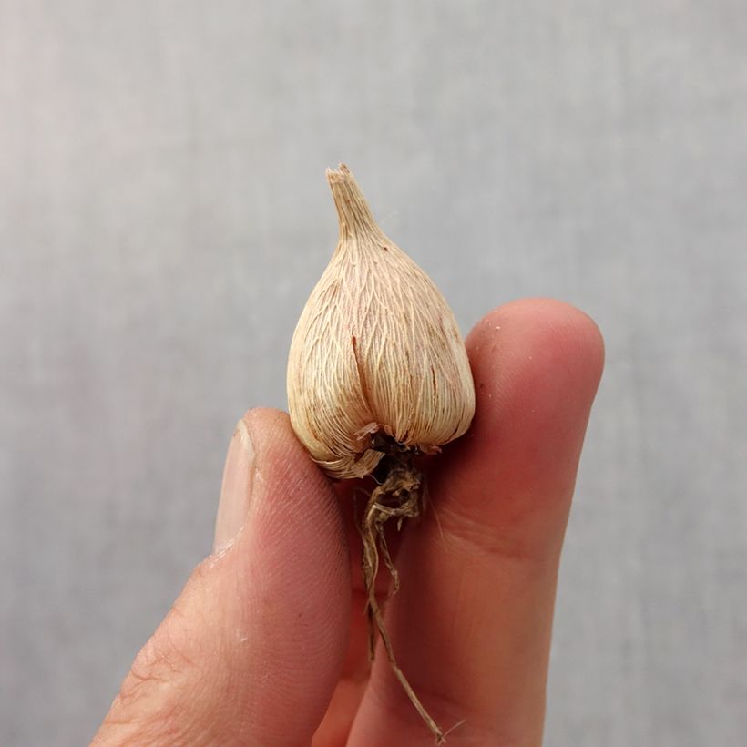 Example of Freesia Wit Bol kaliber 5+ as you get in printemps