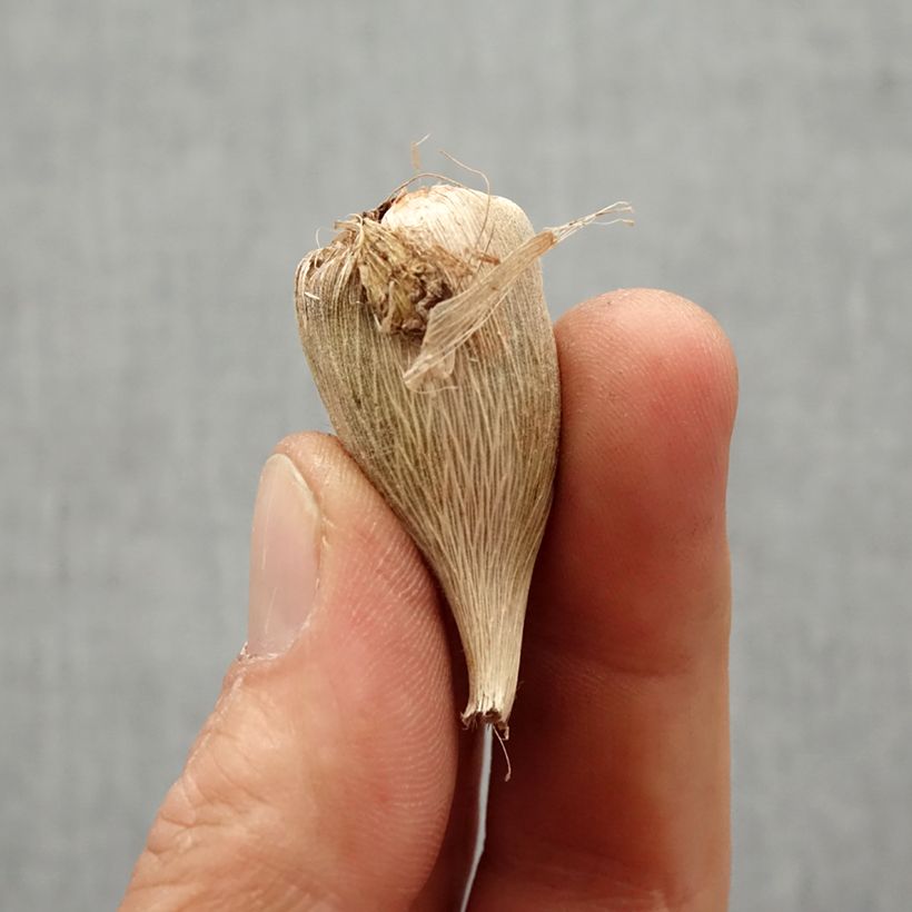 Exemplaar van Freesia Simple Blauw Bol kaliber 5+ zoals geleverd in de lente